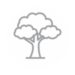 Tree icon